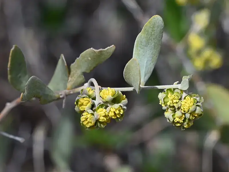 Jojoba in flower