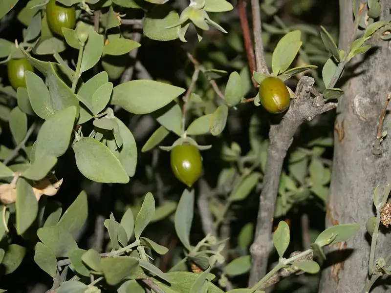 Green jojoba seed pods on the bush